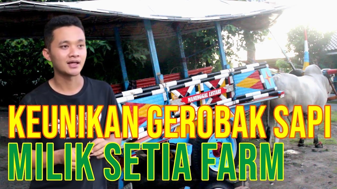 
                                 Gerobak-Sapi-Setia-Farm-Unik-Menarik-Hingga-Viral
